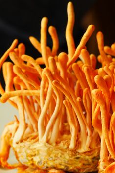 CORDYCEPS-CS4