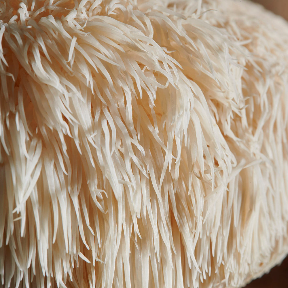 LION'S MANE